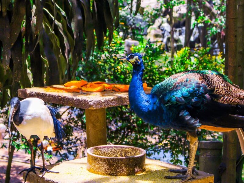 kuala-lumpur-bird-park_standard